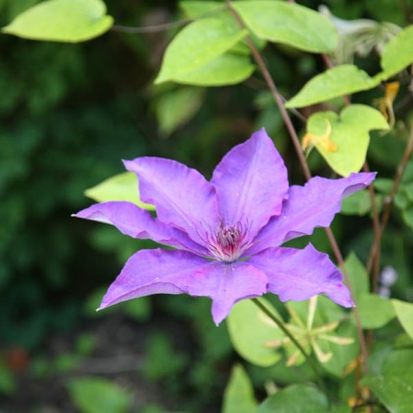 <i>Clematis</i> 'The President'