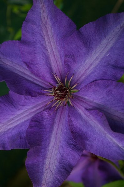 <i>Clematis</i> 'The President'