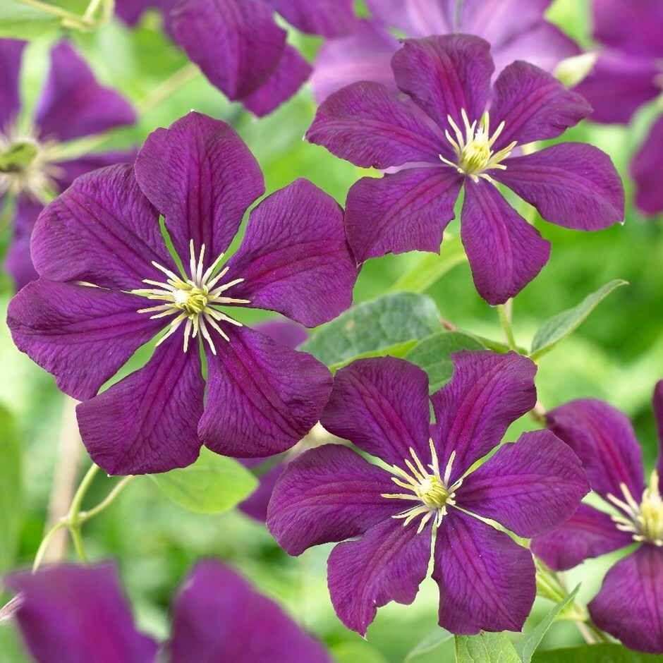 Buy clematis (group 3) (syn. Clematis Etoile Violette) Clematis Étoile  Violette: £24.99 Delivery by Crocus