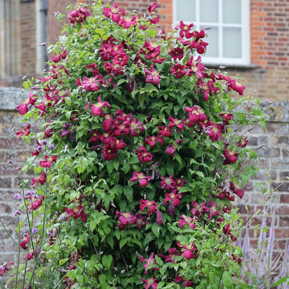 Product options image