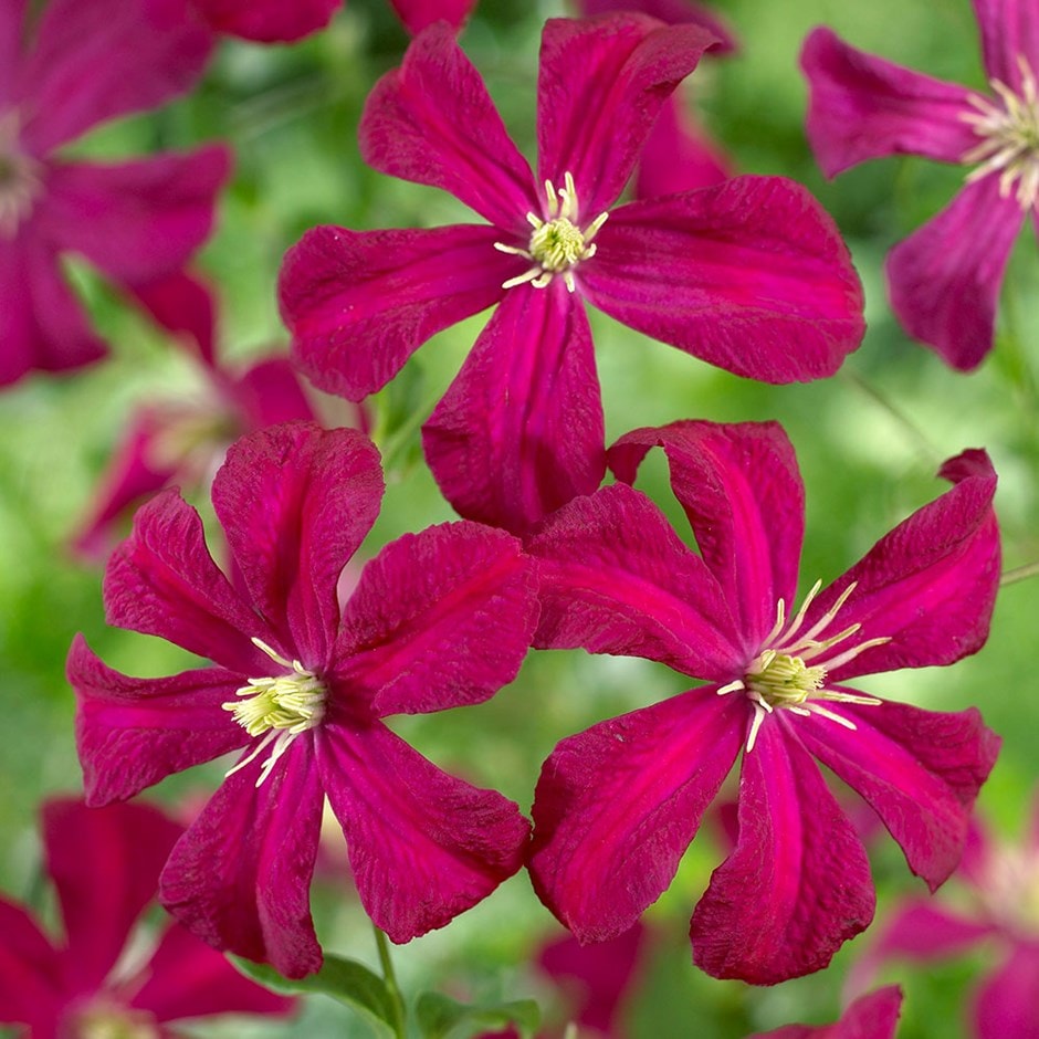 clematis (group 3) (syn. Clematis viticella Madame Julia Correvon)