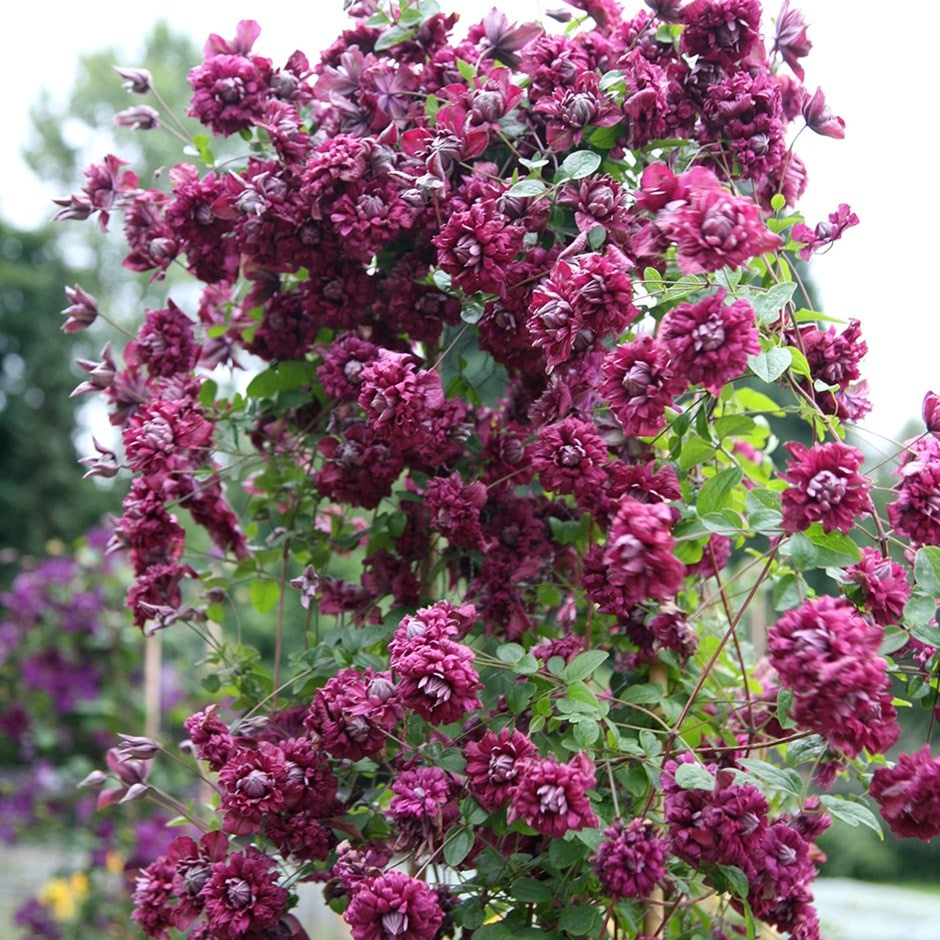 <i>Clematis</i> 'Purpurea Plena Elegans'