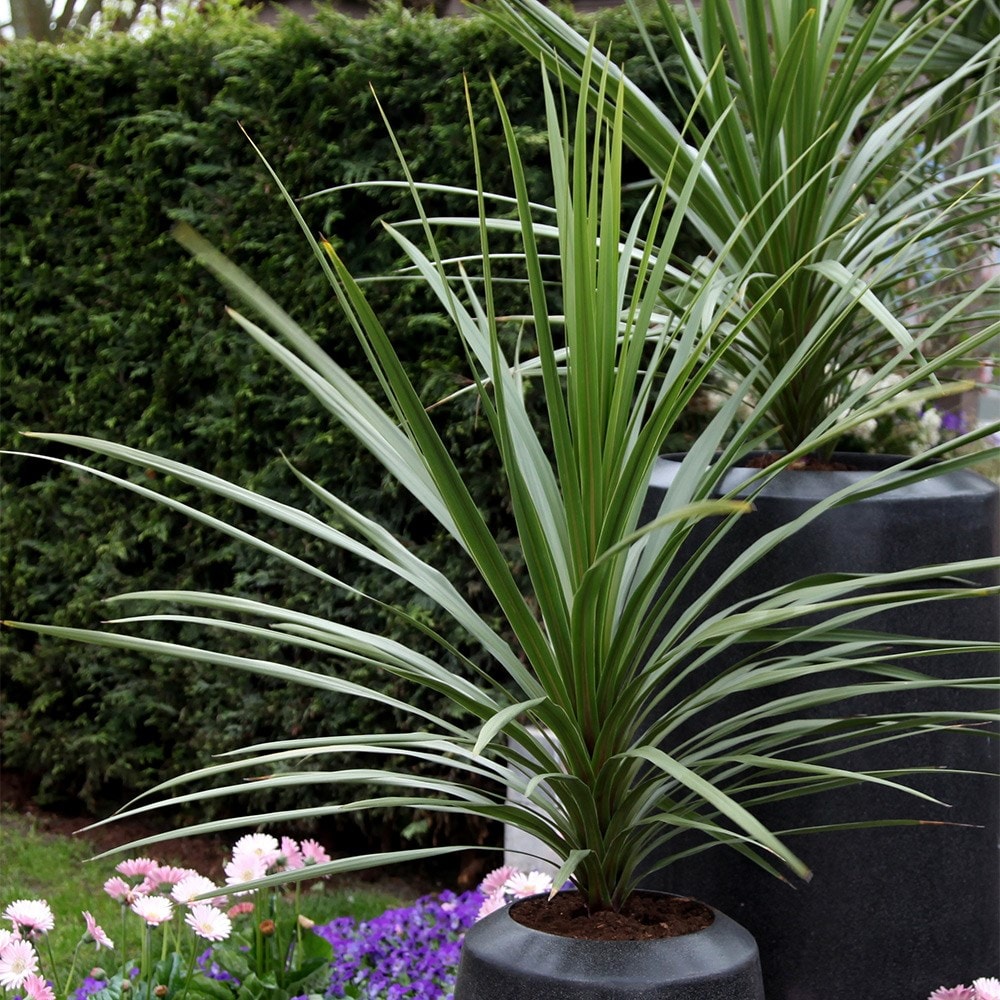 <i>Cordyline australis</i> 