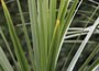 cabbage tree