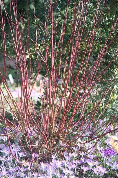 <i>Cornus alba</i> 'Elegantissima'