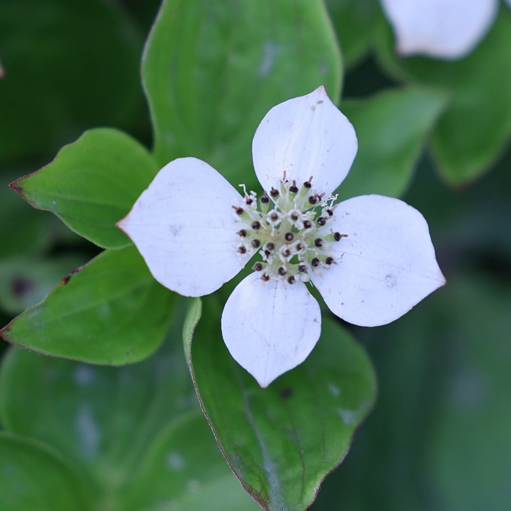 Product options image