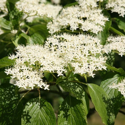 Picture of Cornus controversa