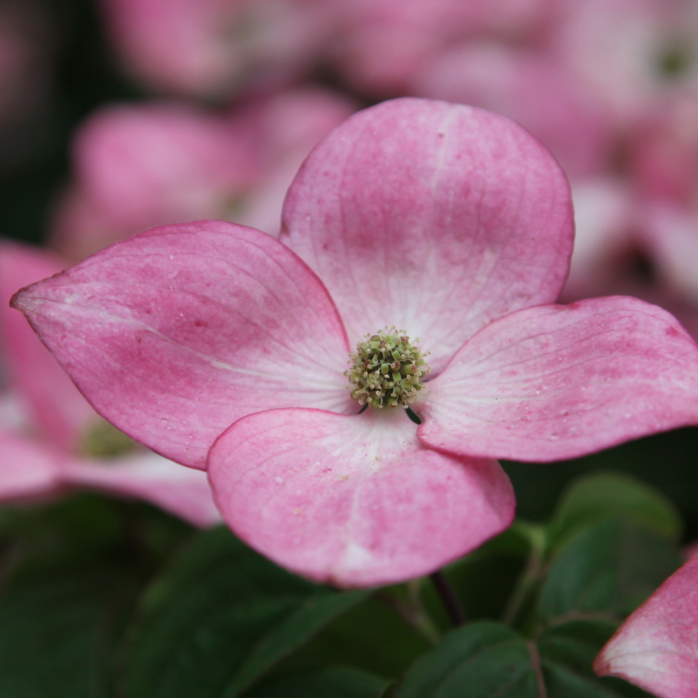 Cornus kousa satomi discount