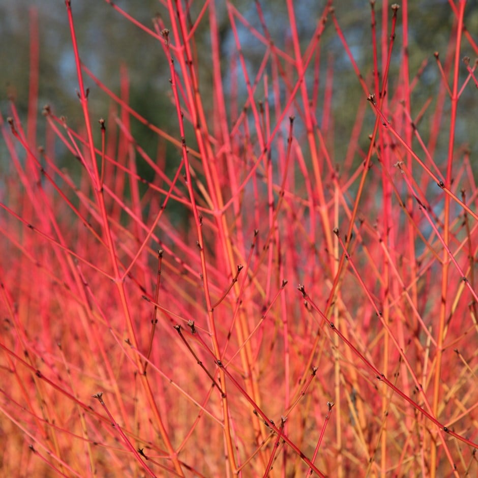 <i>Cornus sanguinea</i> 'Midwinter Fire'