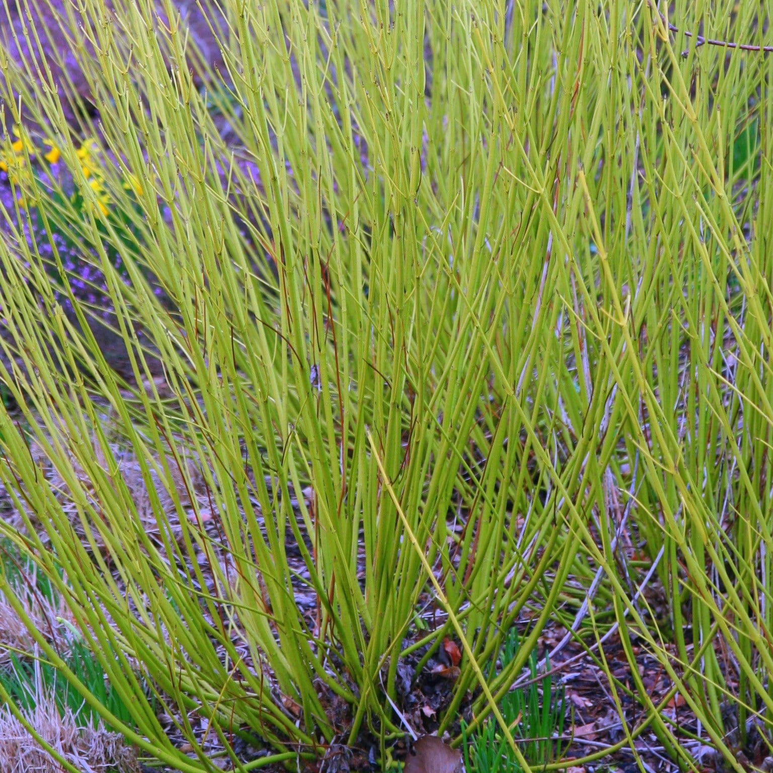 Product options image