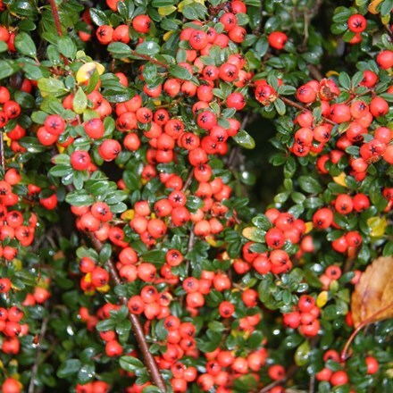 Picture of Cotoneaster × suecicus Coral Beauty
