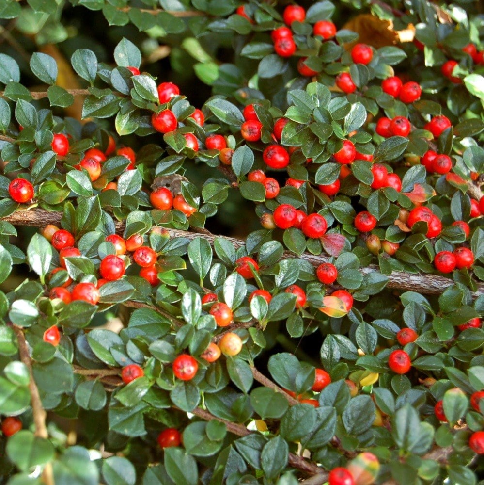 <i>Cotoneaster horizontalis</i> 