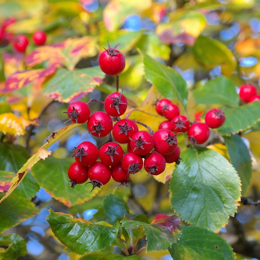 Product options image