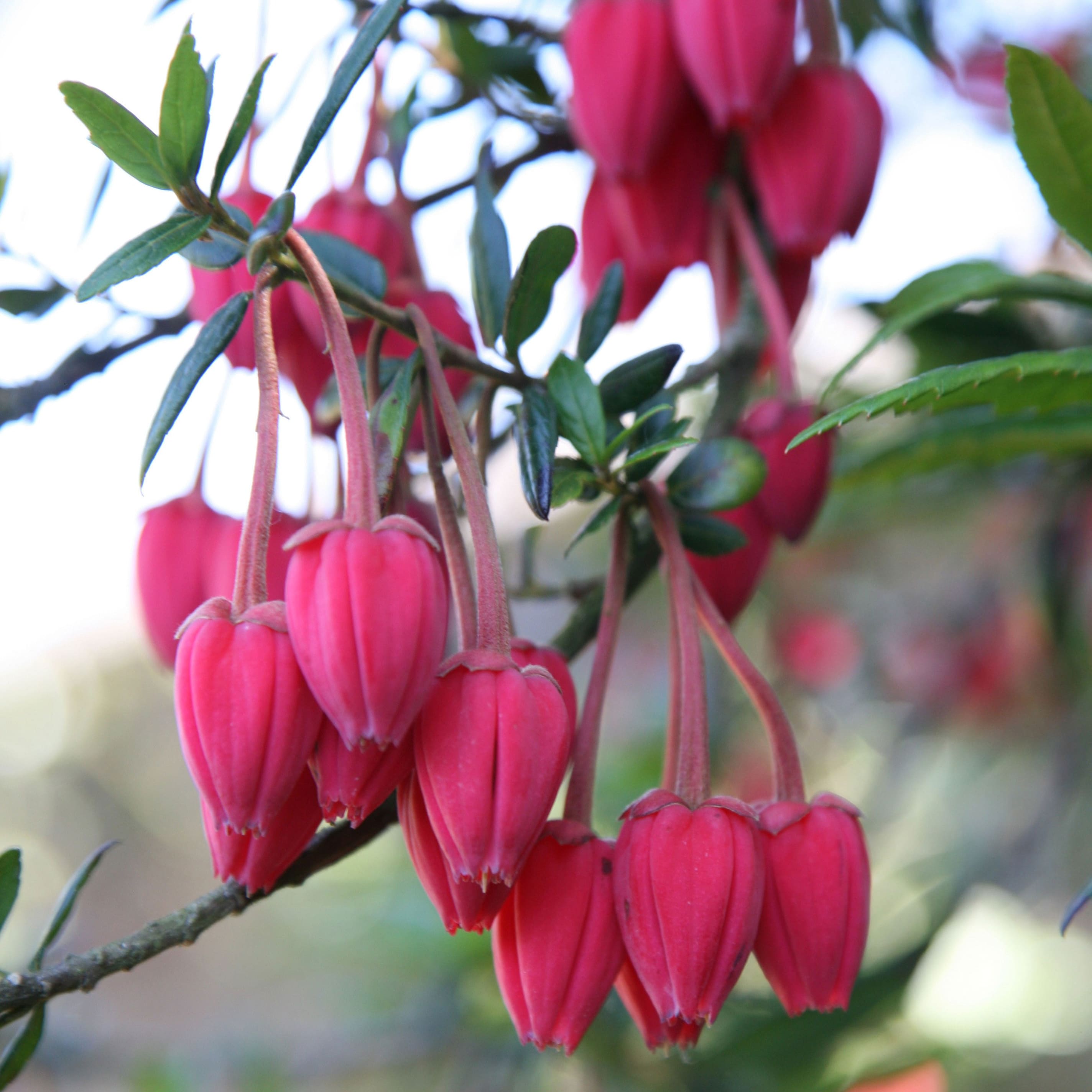 Buy lantern tree Crinodendron hookerianum