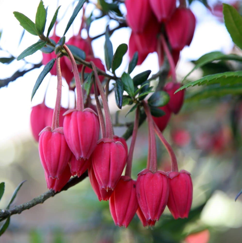 Product options image