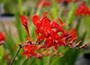 montbretia