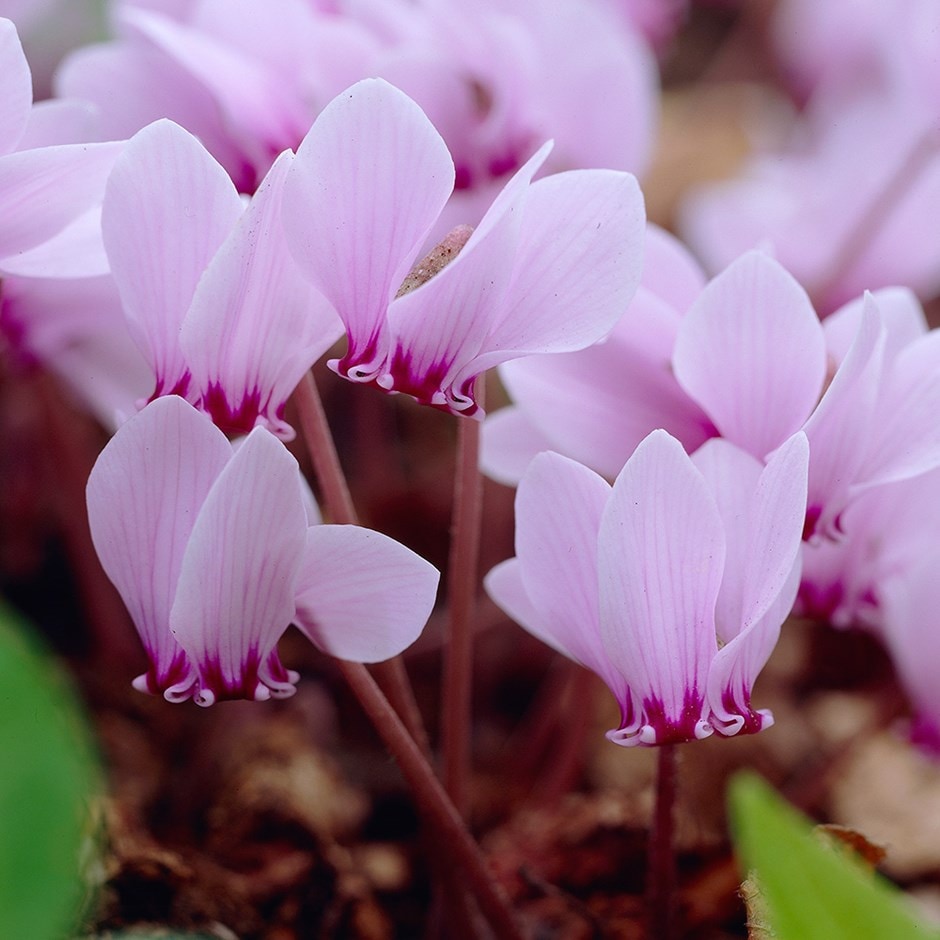 Buy sowbread (syn. Cyclamen neapolitanum ) Cyclamen 