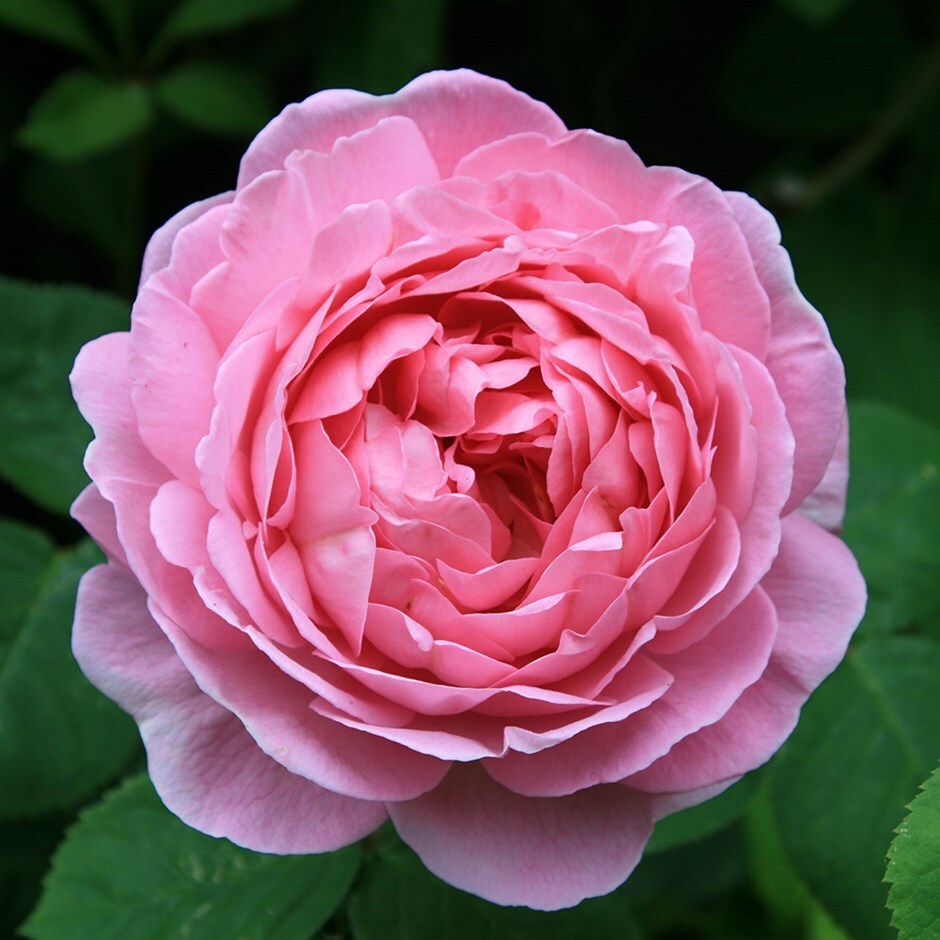 rose Constance Spry (climbing or shrub)