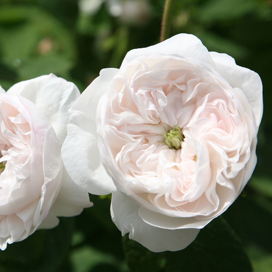 rose Madame Hardy (shrub)