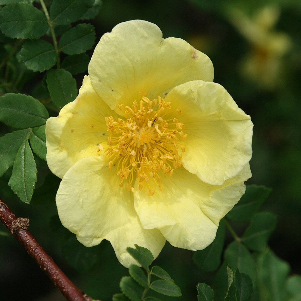 Rosa xanthina Canary Bird | Shrub Rose