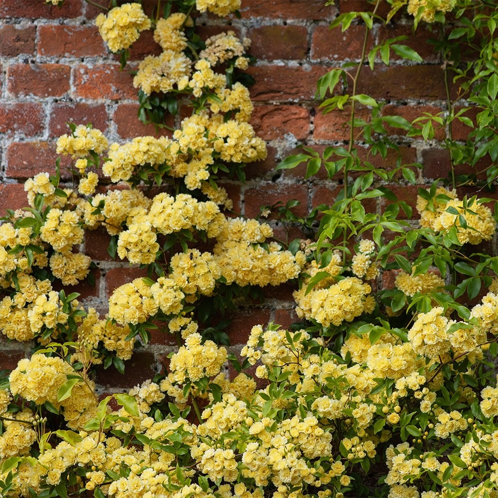 Product options image