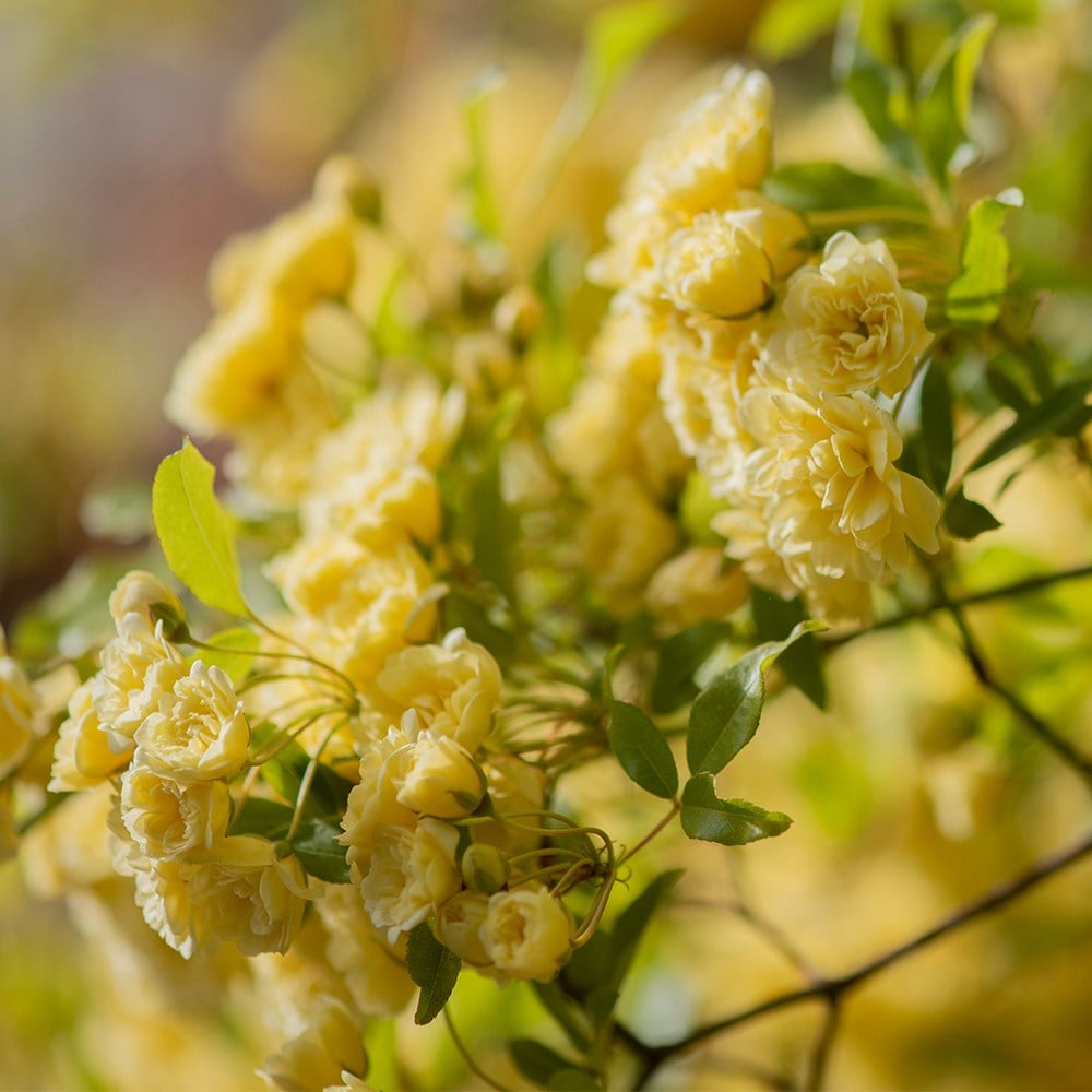 Rosa banksiae Lutea | Banksian Rambler Rose