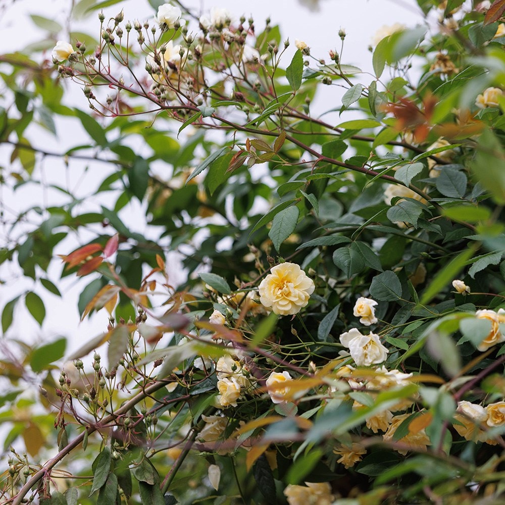 Rosa banksiae Lutea | Banksian Rambler Rose