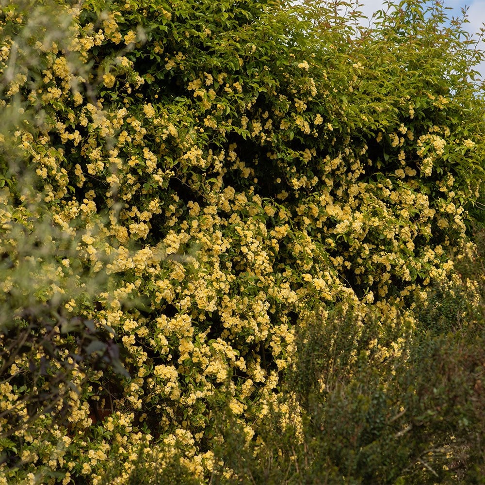 Rosa banksiae Lutea | Banksian Rambler Rose