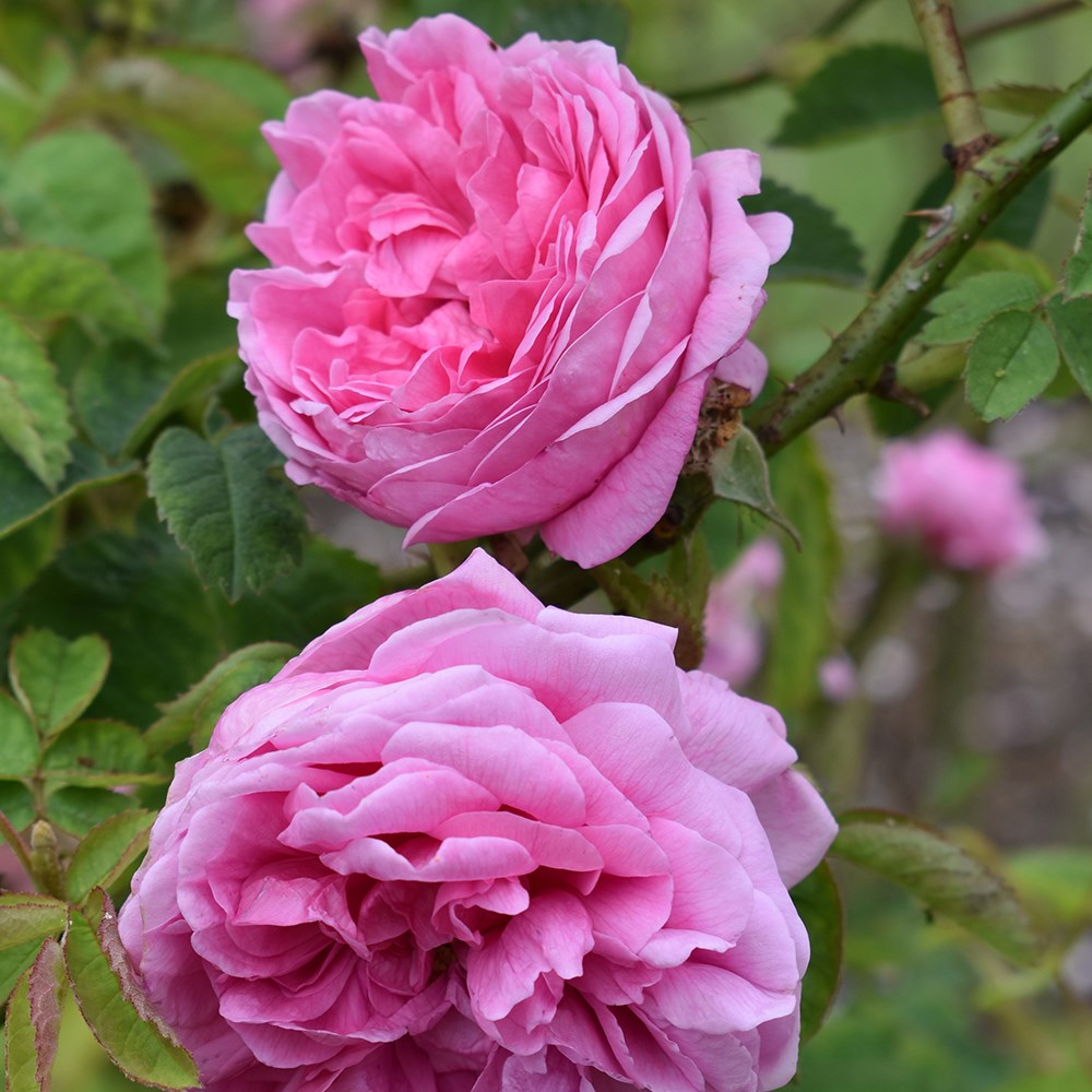 <i>Rosa</i> × <i>centifolia</i> 'Cristata'