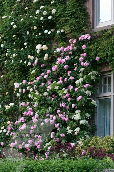Buy Rose Gertrude Jekyll Shrub Rosa Gertrude Jekyll Ausbord Pbr 29 99 Delivery By Crocus