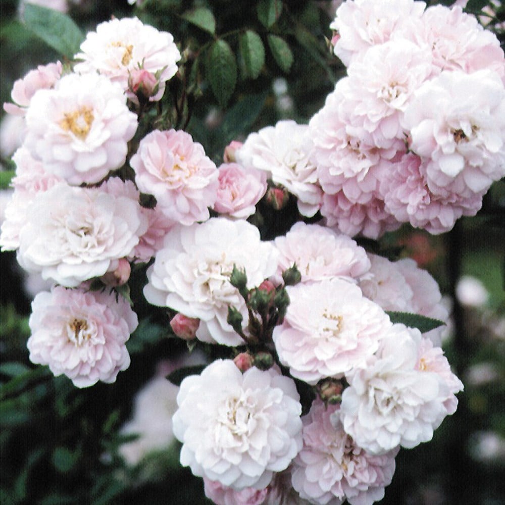 <i>Rosa</i> <b class=small-caps>Little Rambler</b> ('Chewramb') (PBR) | Miniature Rambler Rose