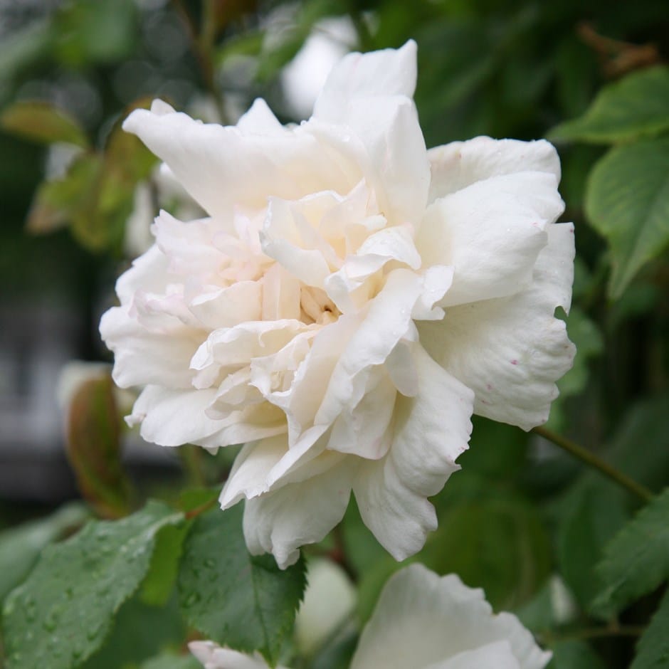 rose Madame Alfred Carrière (climbing noisette)