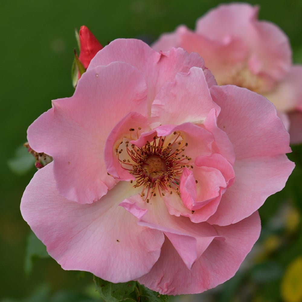<i>Rosa</i> 'Summer Wine'
