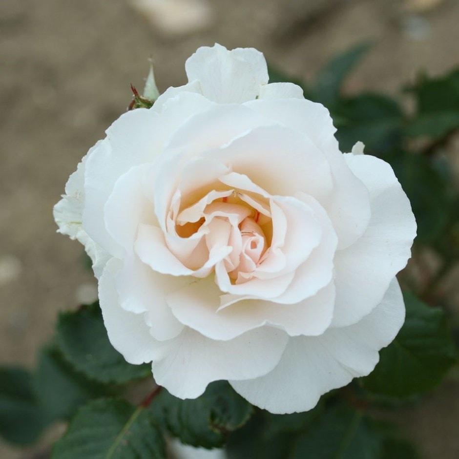 rose Margaret Merril (floribunda)