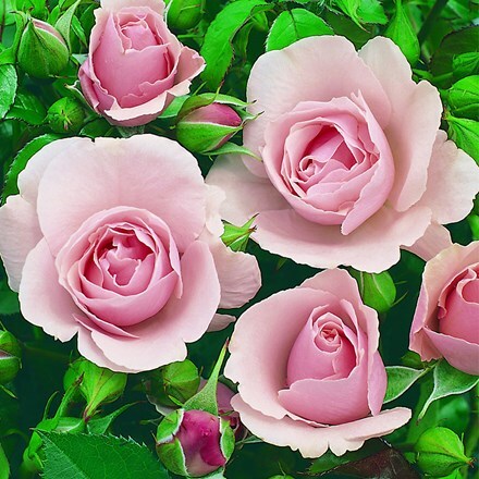 Picture of Rosa Congratulations ('Korlift') (PBR)
