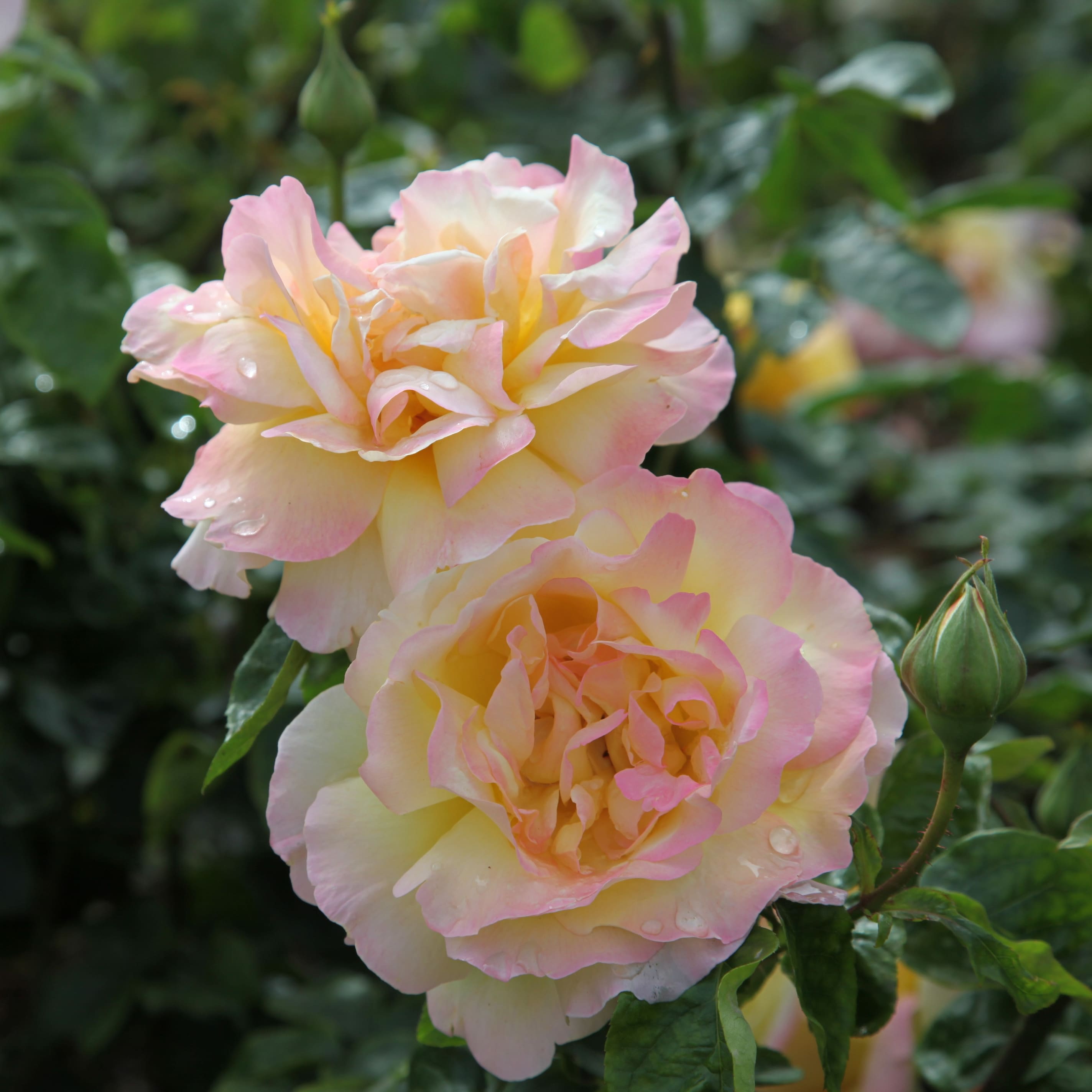 Rosa Peace ('Madame A. Meilland')