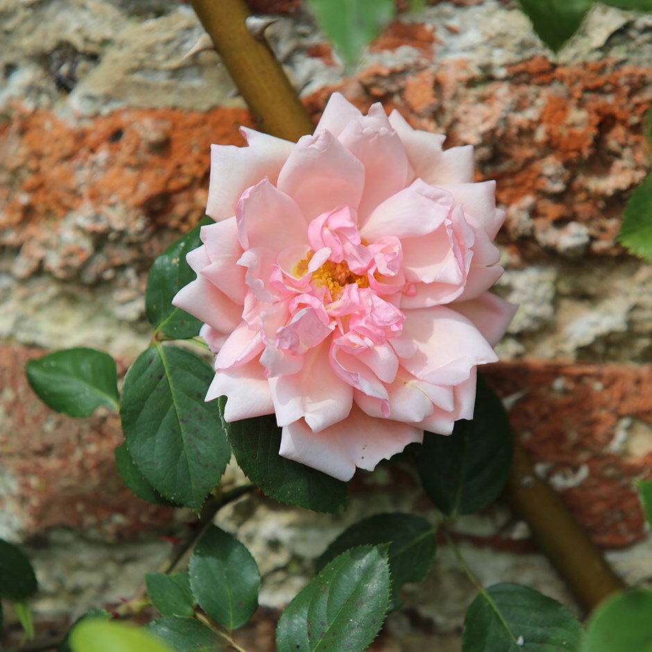 rose Albertine (rambler)