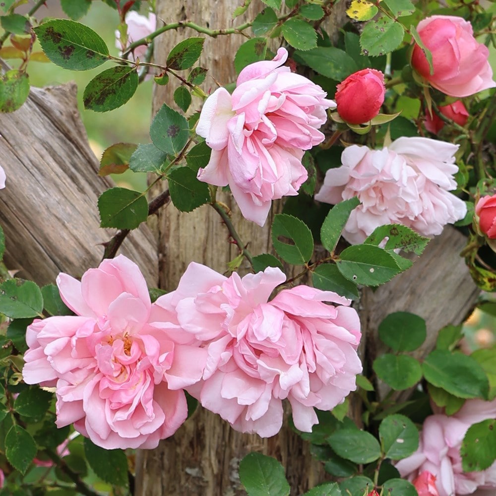 Rosa Albertine | Rambling Rose