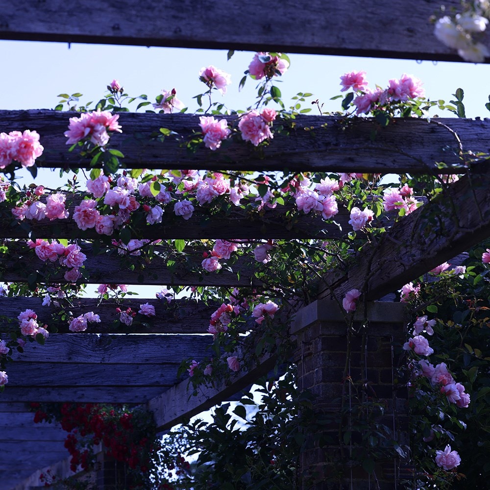 Rosa Albertine | Rambling Rose