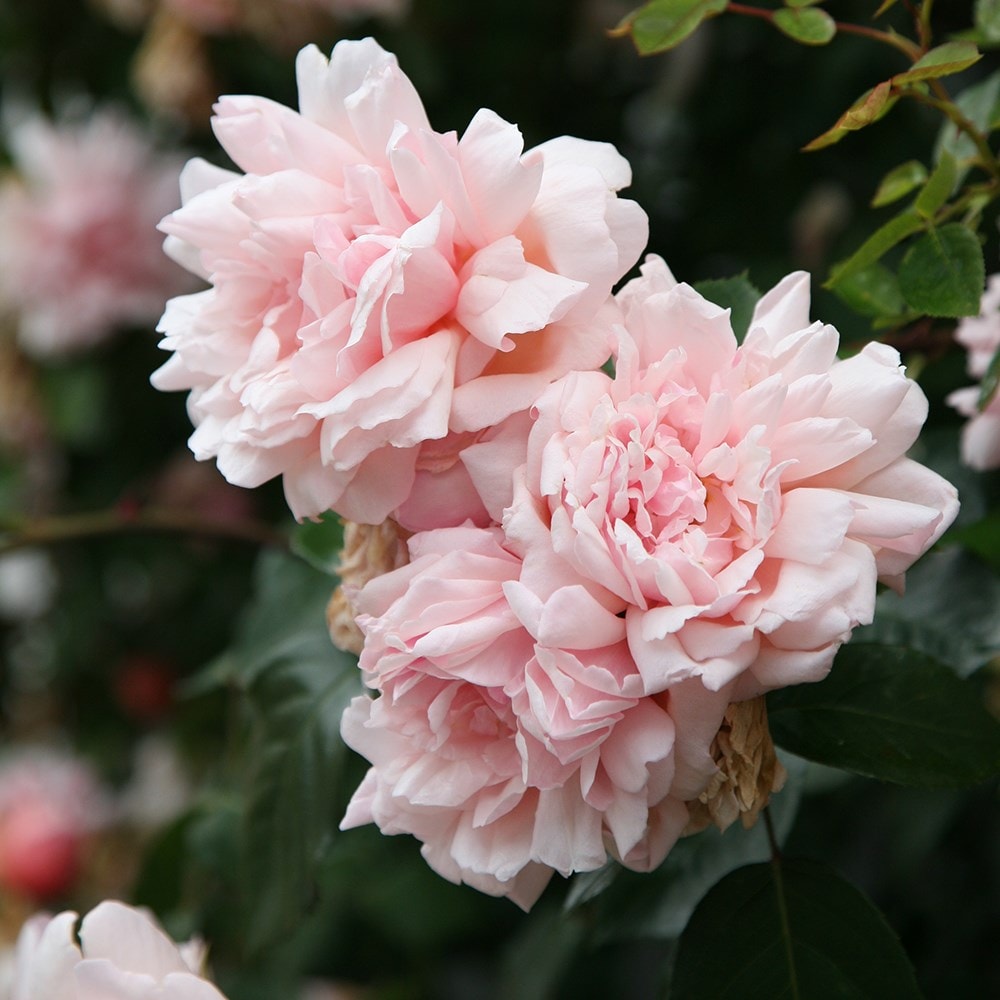 Rosa François Juranville | Rambler Rose