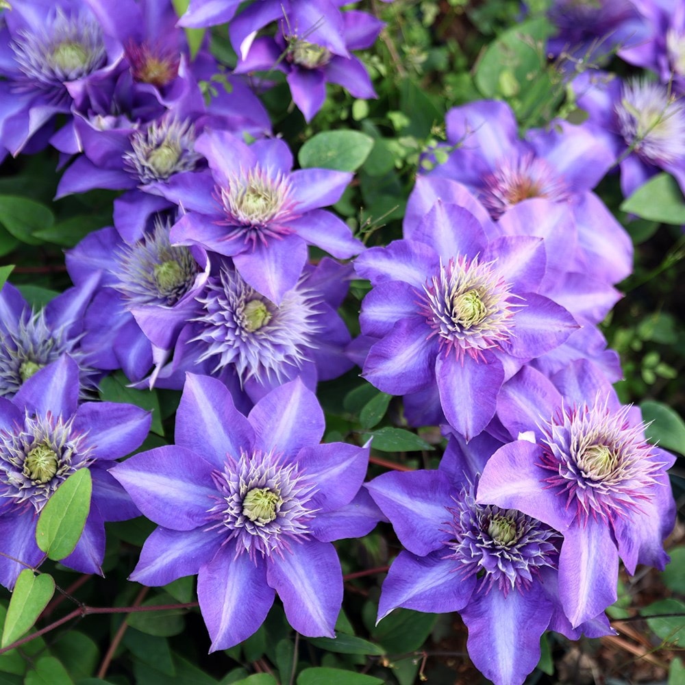 Product options image