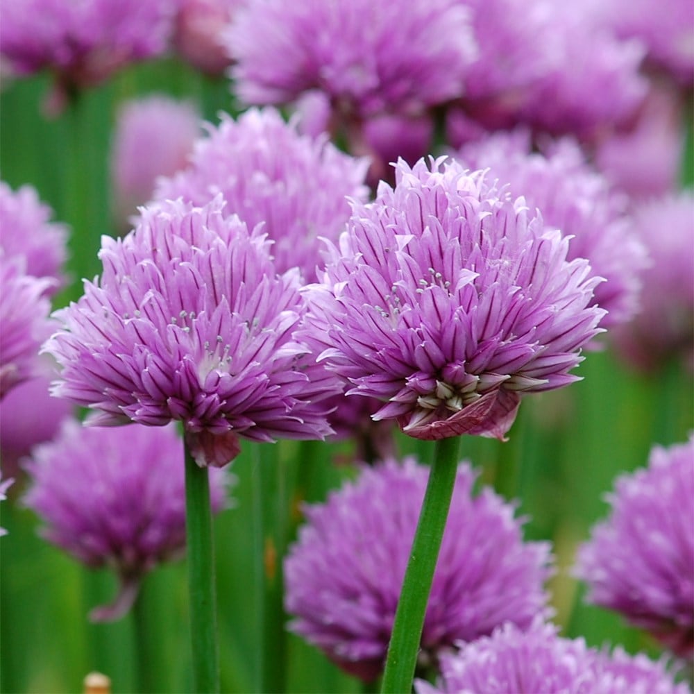 chives