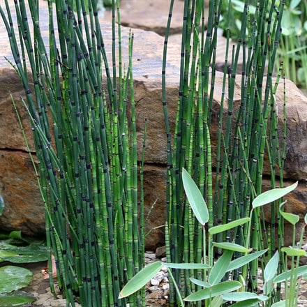 Equisetum hyemale