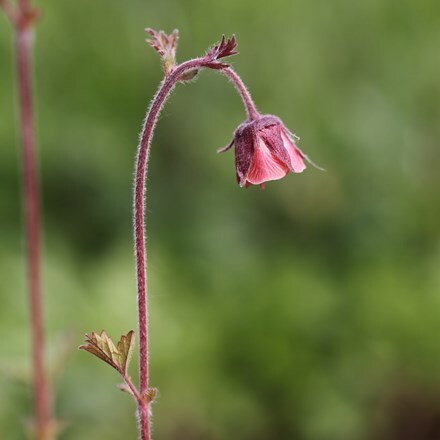 Picture of Geum rivale