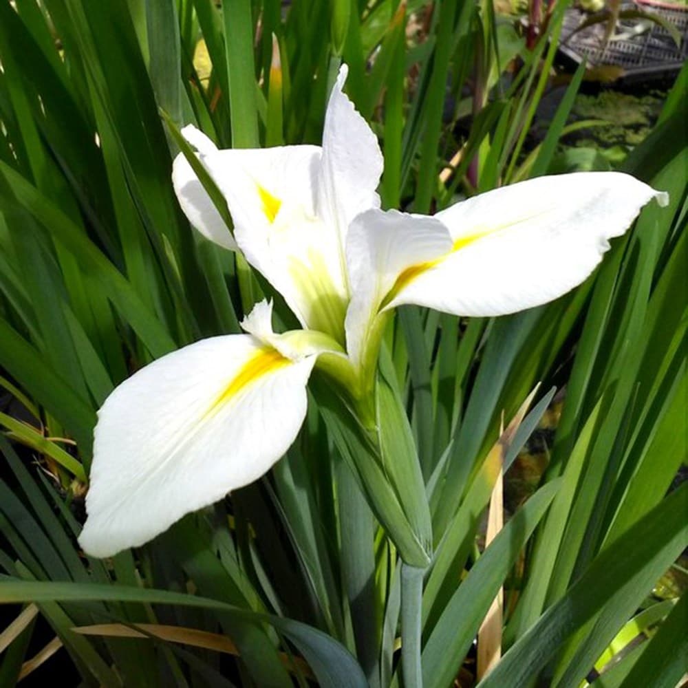 Product options image