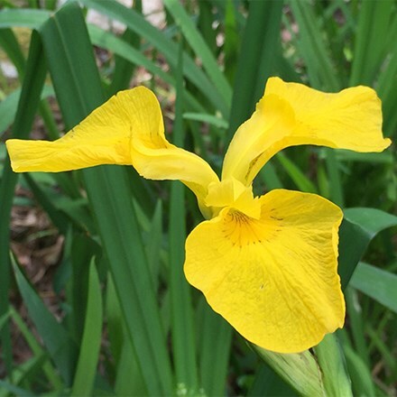 Picture of Iris pseudacorus