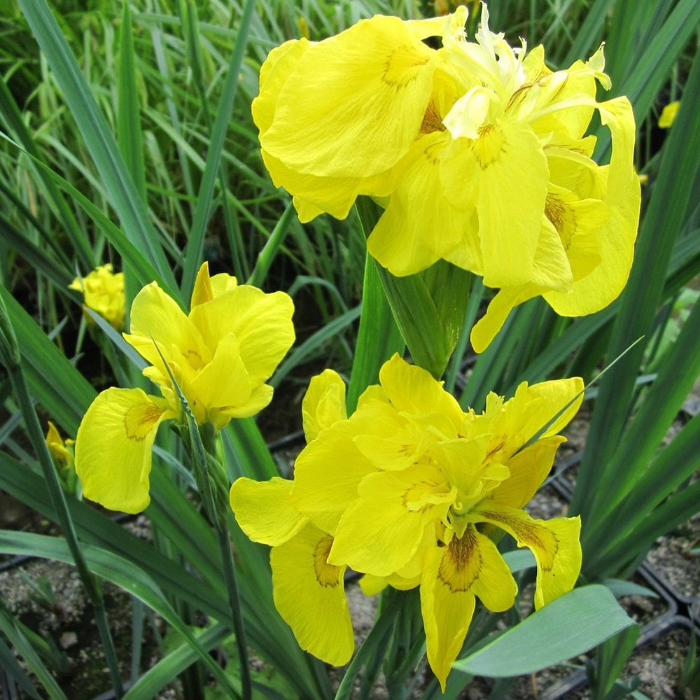 <i>Iris pseudacorus</i> 'Flore Pleno'