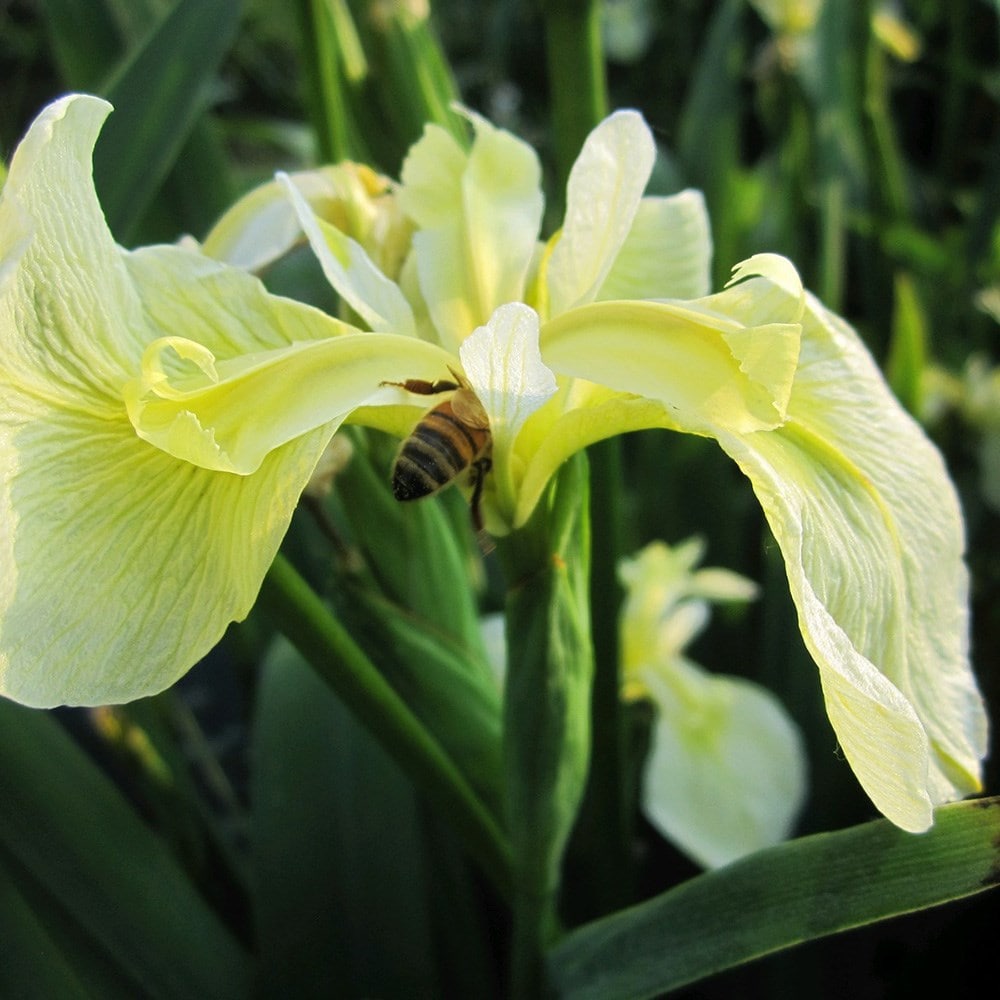 Product options image