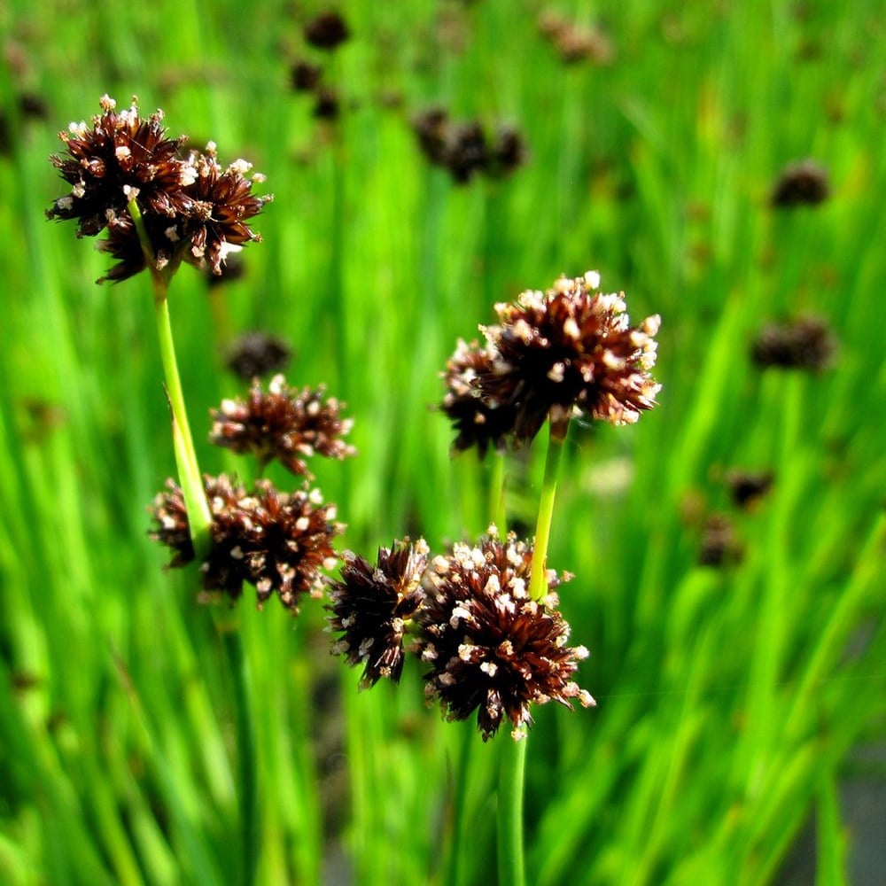 Product options image