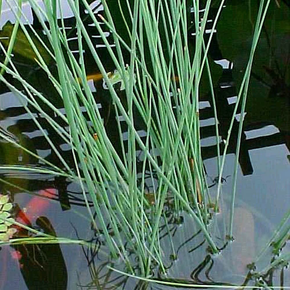 Product options image